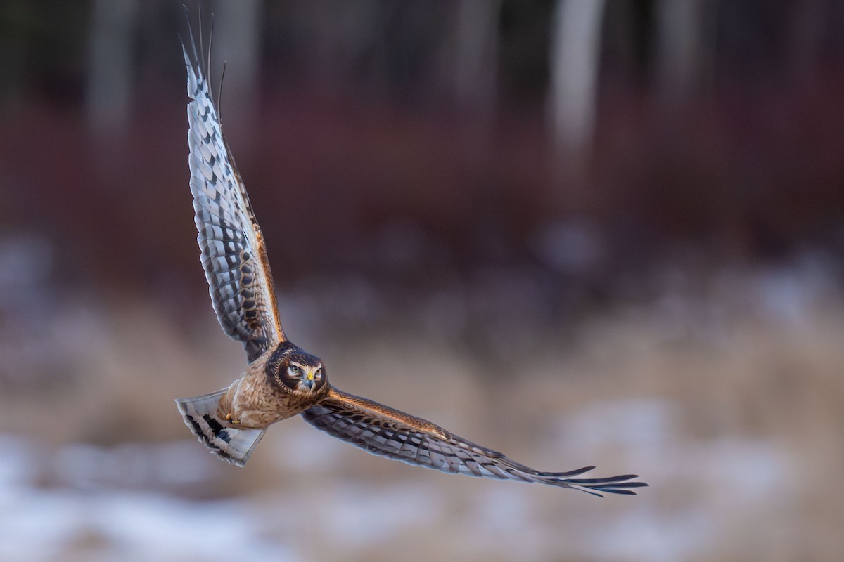 Northern Harrier - ML646717019