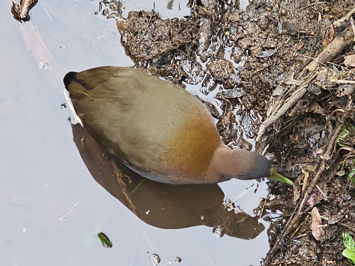 Râle saracura - ML646717020