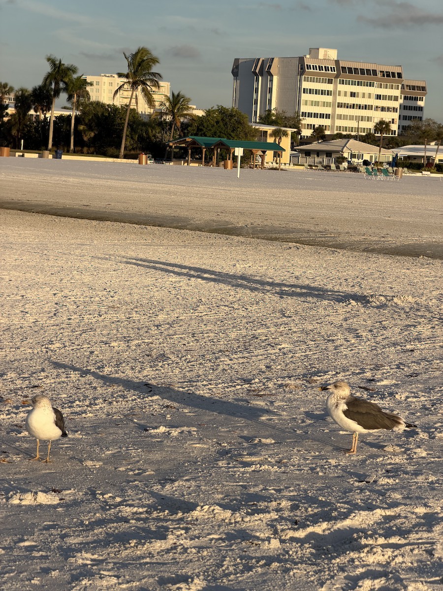 Möwe, unbestimmt - ML646717021