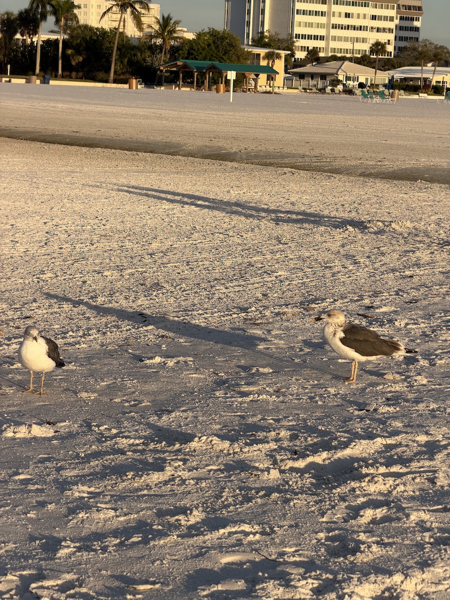 Möwe, unbestimmt - ML646717022