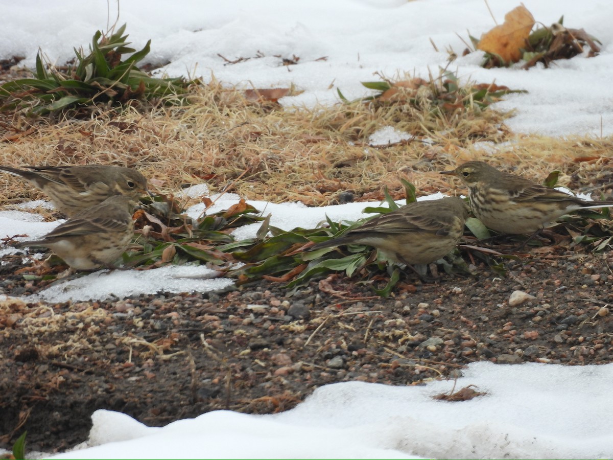 linduška tundrová - ML646717023