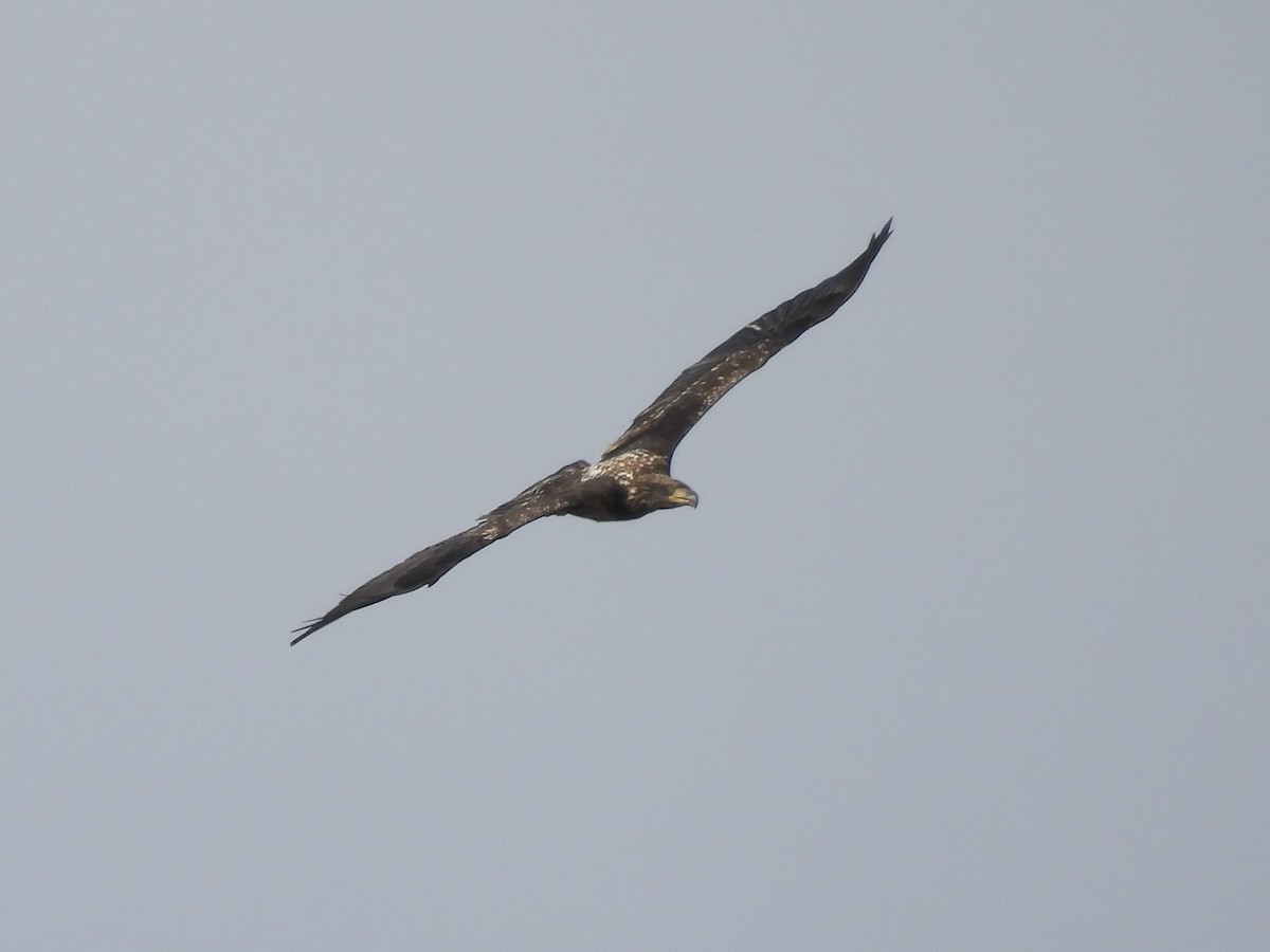 ハクトウワシ - ML646717024