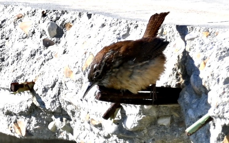 Carolina Wren - ML646717027