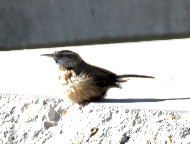 Carolina Wren - ML646717028