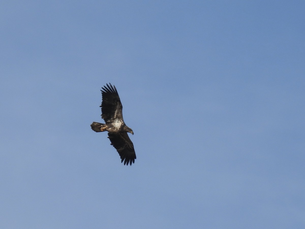 ハクトウワシ - ML646717032