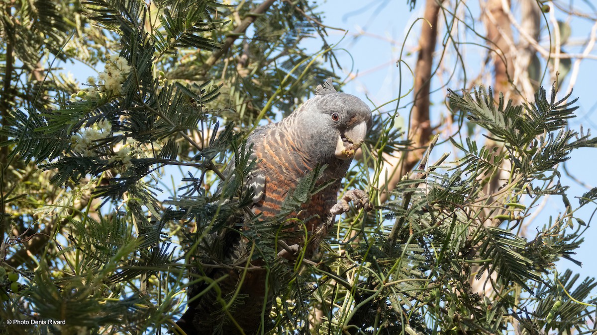 Gang-gang Cockatoo - ML646717033