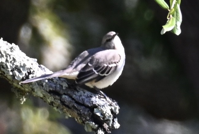 חקיינית צפונית - ML646717035