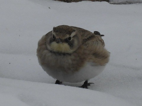 skřivan ouškatý - ML646717036