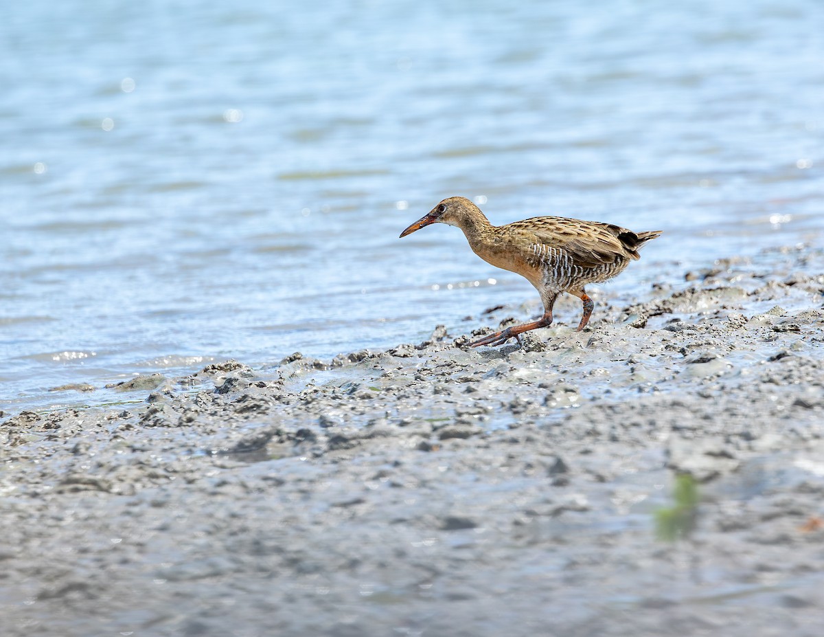 Boz Sukılavuzu - ML646717039