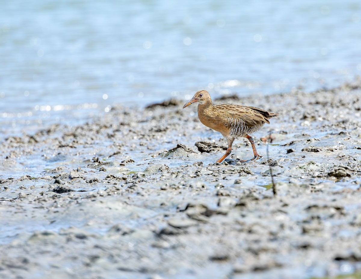 Boz Sukılavuzu - ML646717040