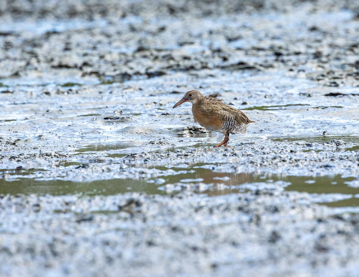 Boz Sukılavuzu - ML646717041