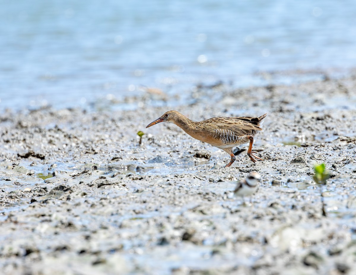 Boz Sukılavuzu - ML646717042