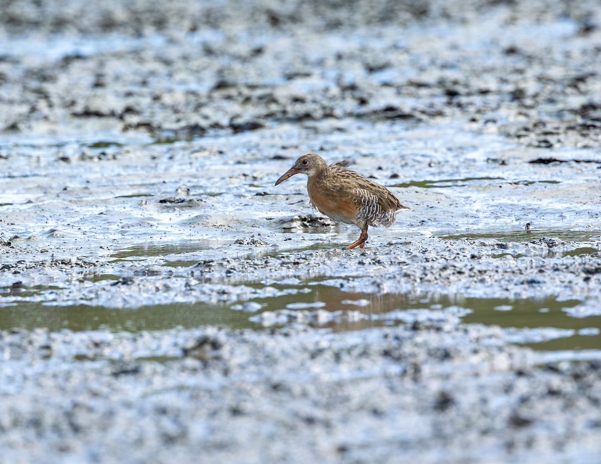 Boz Sukılavuzu - ML646717043