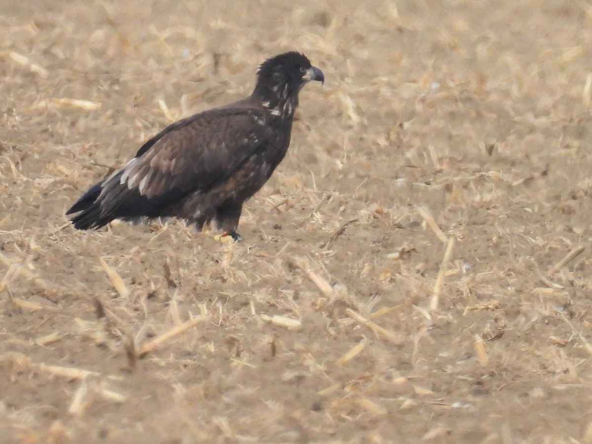 ハクトウワシ - ML646717047