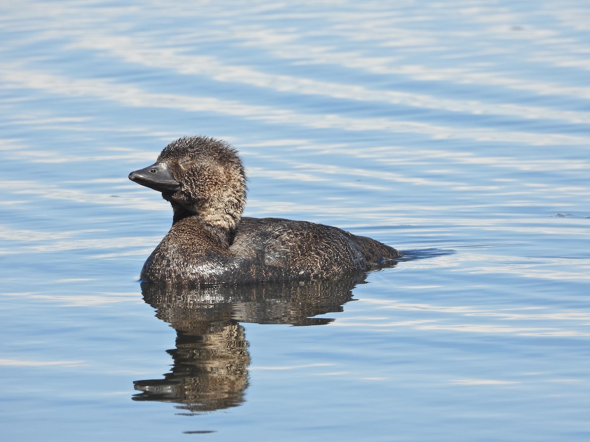 pungand - ML646717050