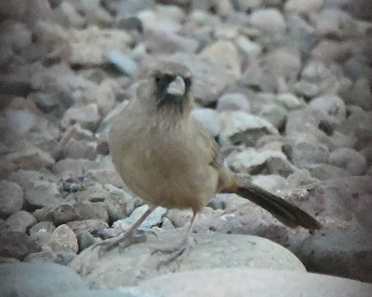 メグロトウヒチョウ - ML646717051