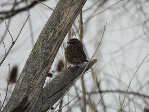 strnadec zpěvný - ML646717052