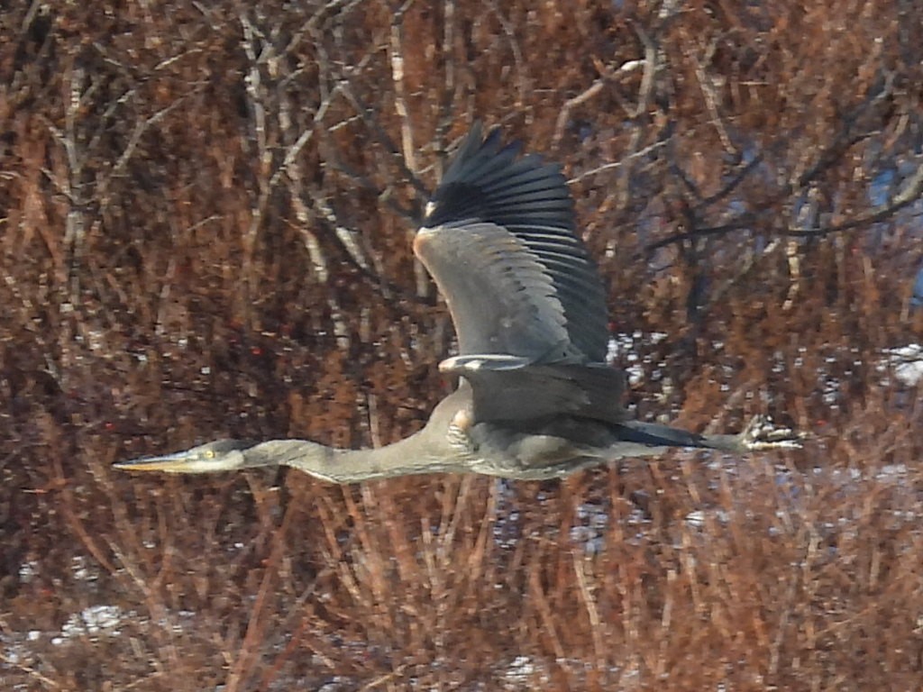 Great Blue Heron - ML646717053