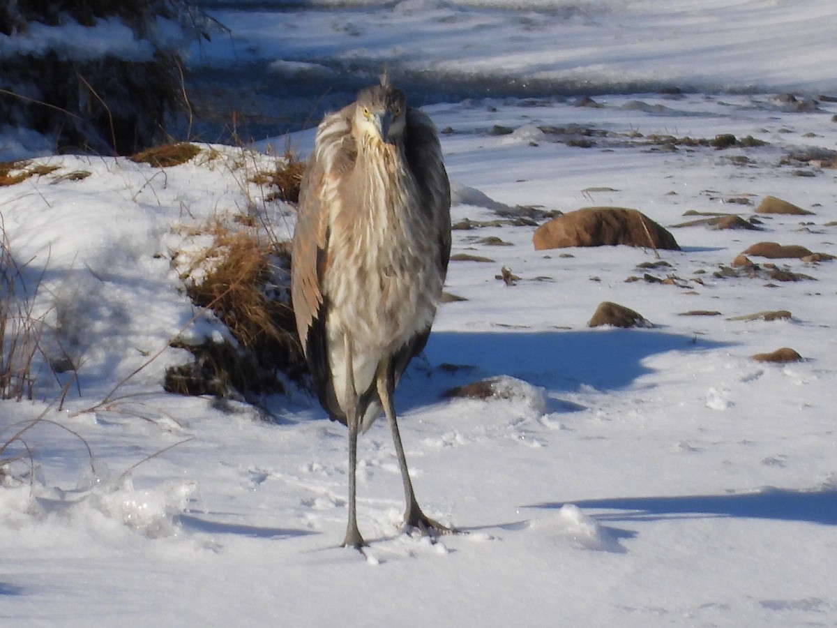 Great Blue Heron - ML646717054