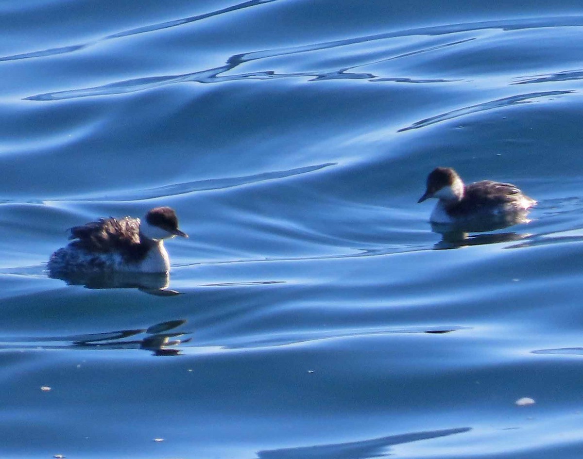 Horned Grebe - ML646717055