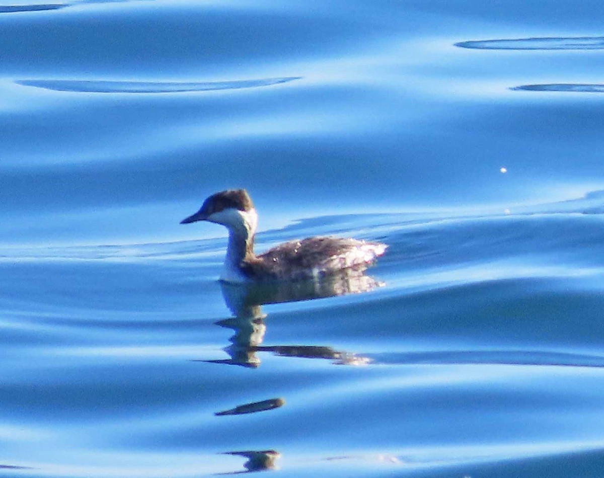 Horned Grebe - ML646717056