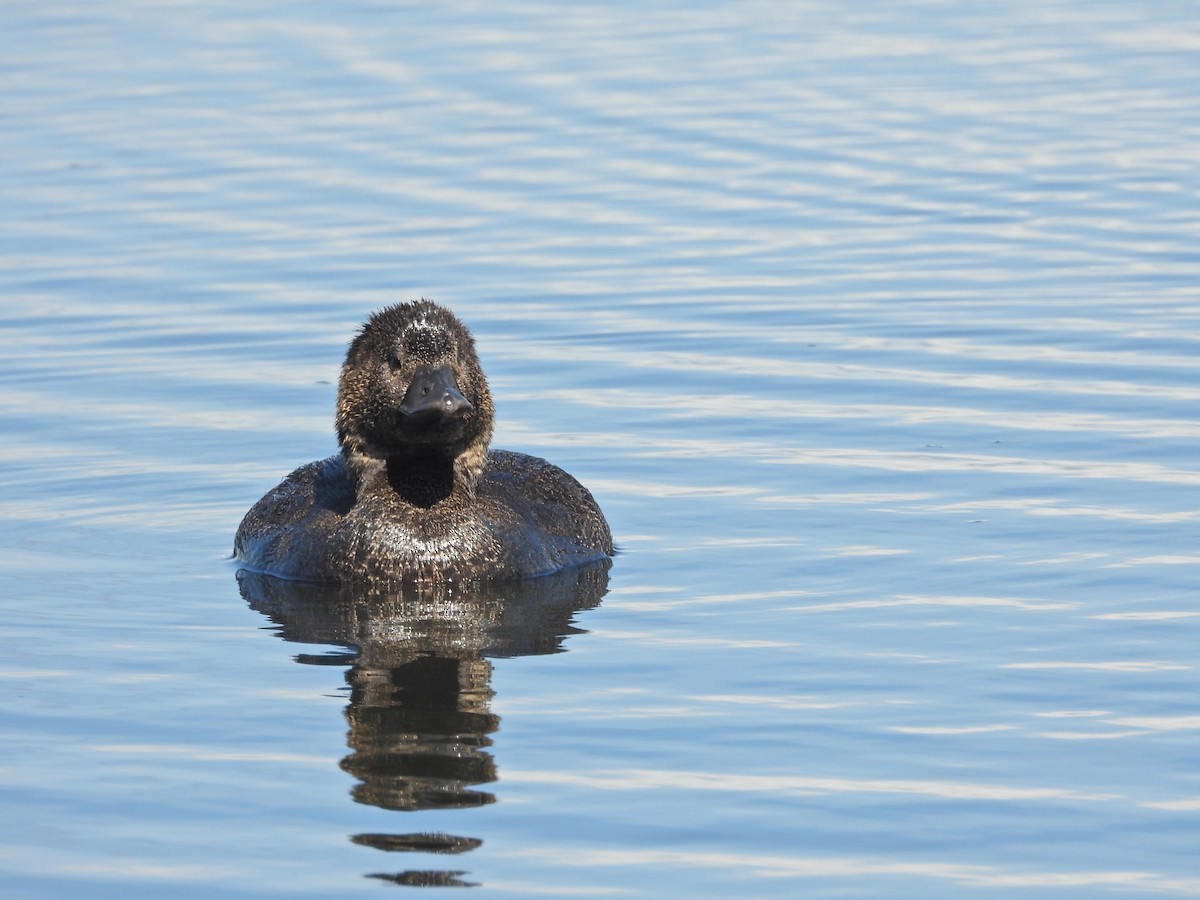 pungand - ML646717057