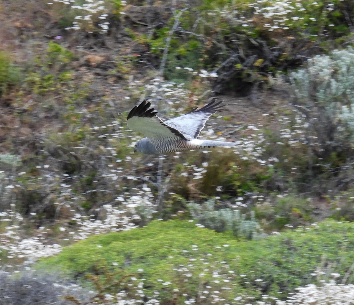 bendelmyrhauk - ML646717059