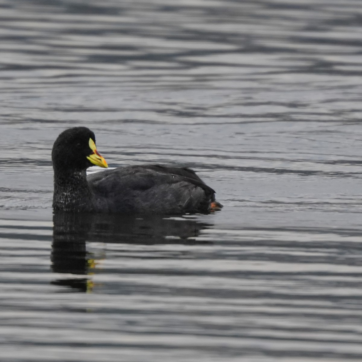 hosebåndsothøne - ML646717060