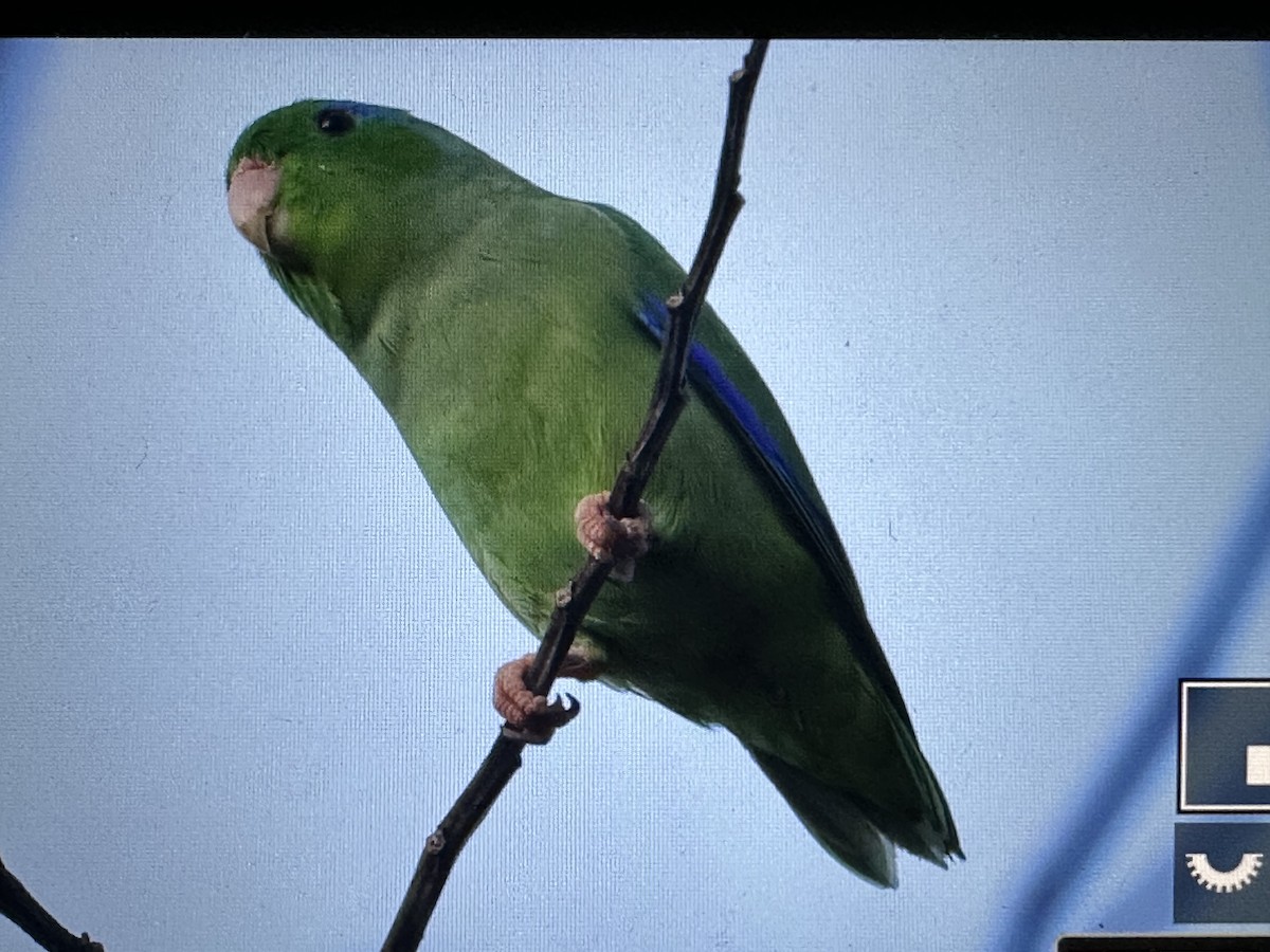 blåbrillepapitt - ML646717061