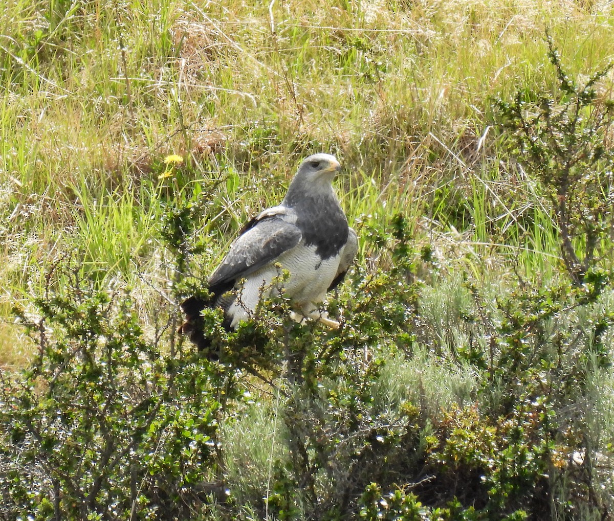 høvdingvåk - ML646717062