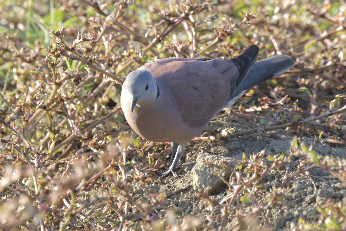 gråhodedue - ML646717063