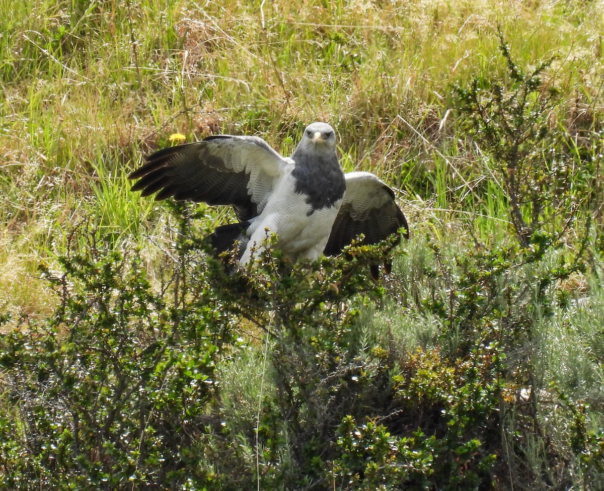 høvdingvåk - ML646717064