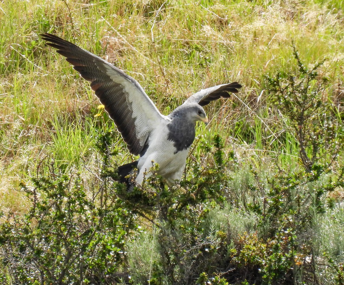 høvdingvåk - ML646717065