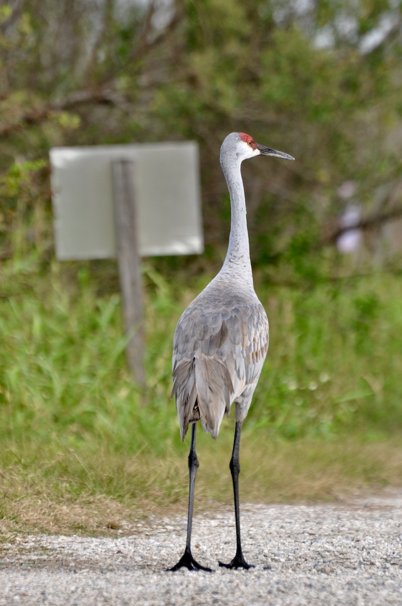 kanadatrane (pratensis) - ML646717066