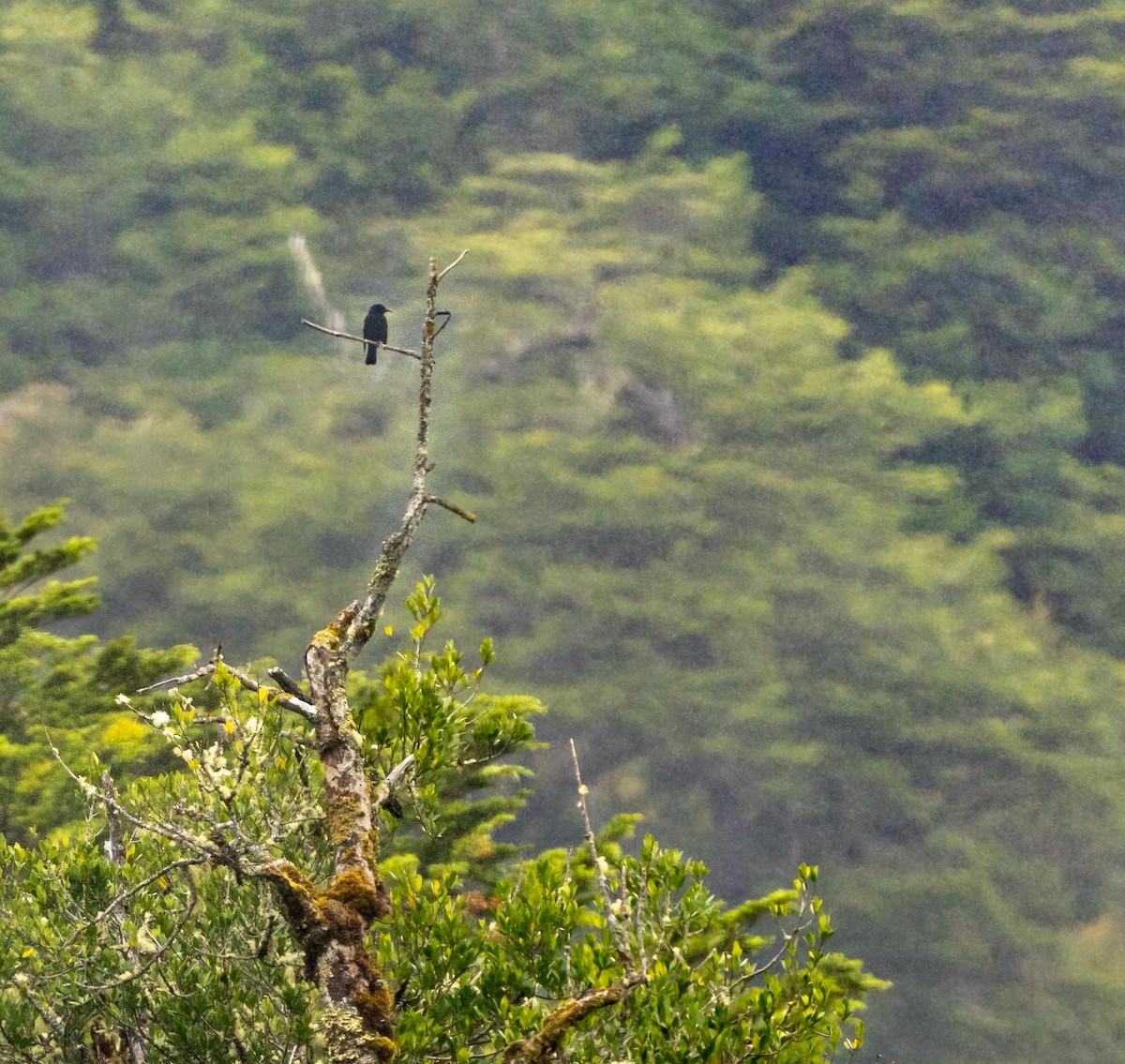 patagoniatrupial - ML646717067