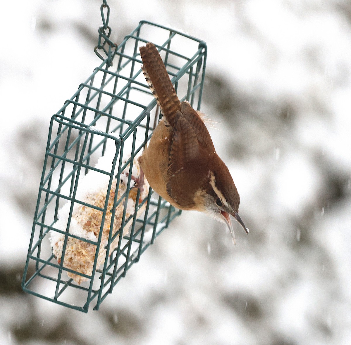 Carolina Wren - ML646717068