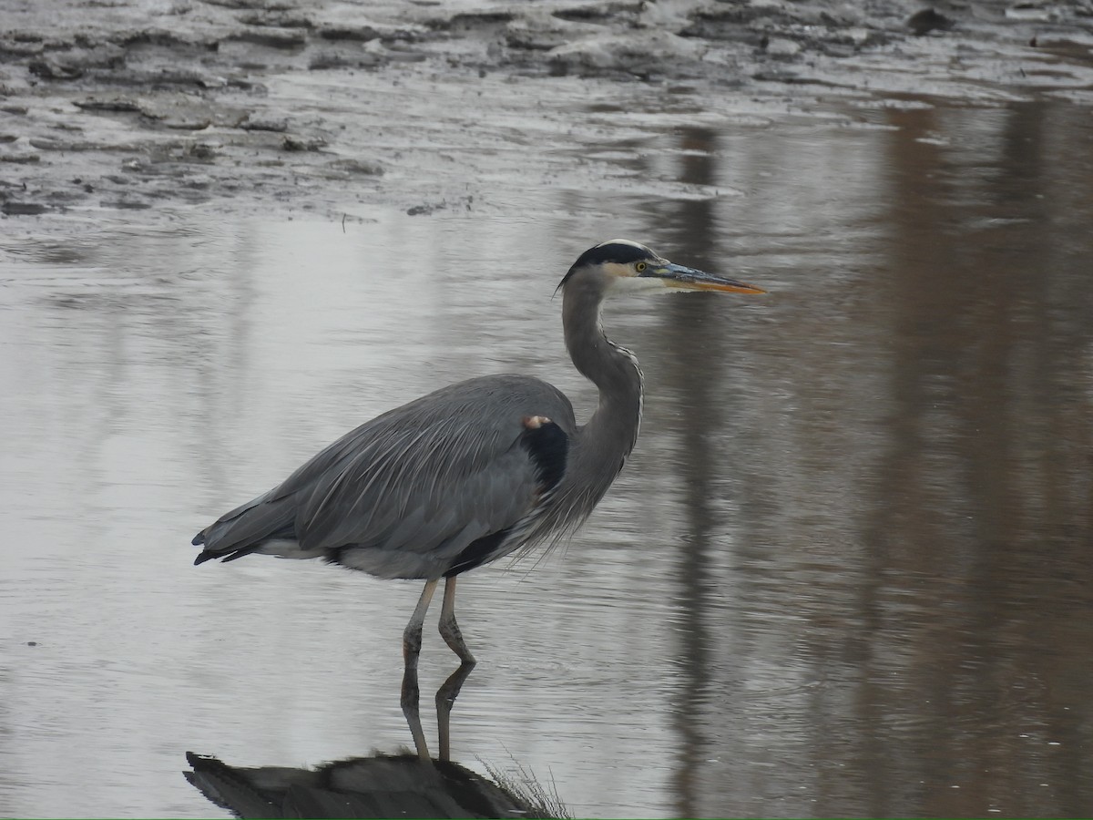 herodiashegre - ML646717069