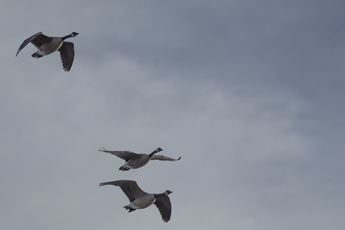 Canada Goose - ML646717070