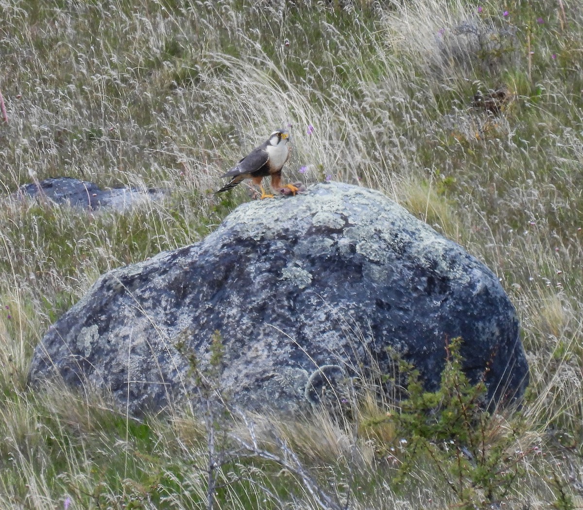 aplomadofalk - ML646717071