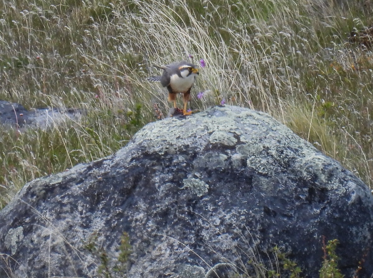 aplomadofalk - ML646717072