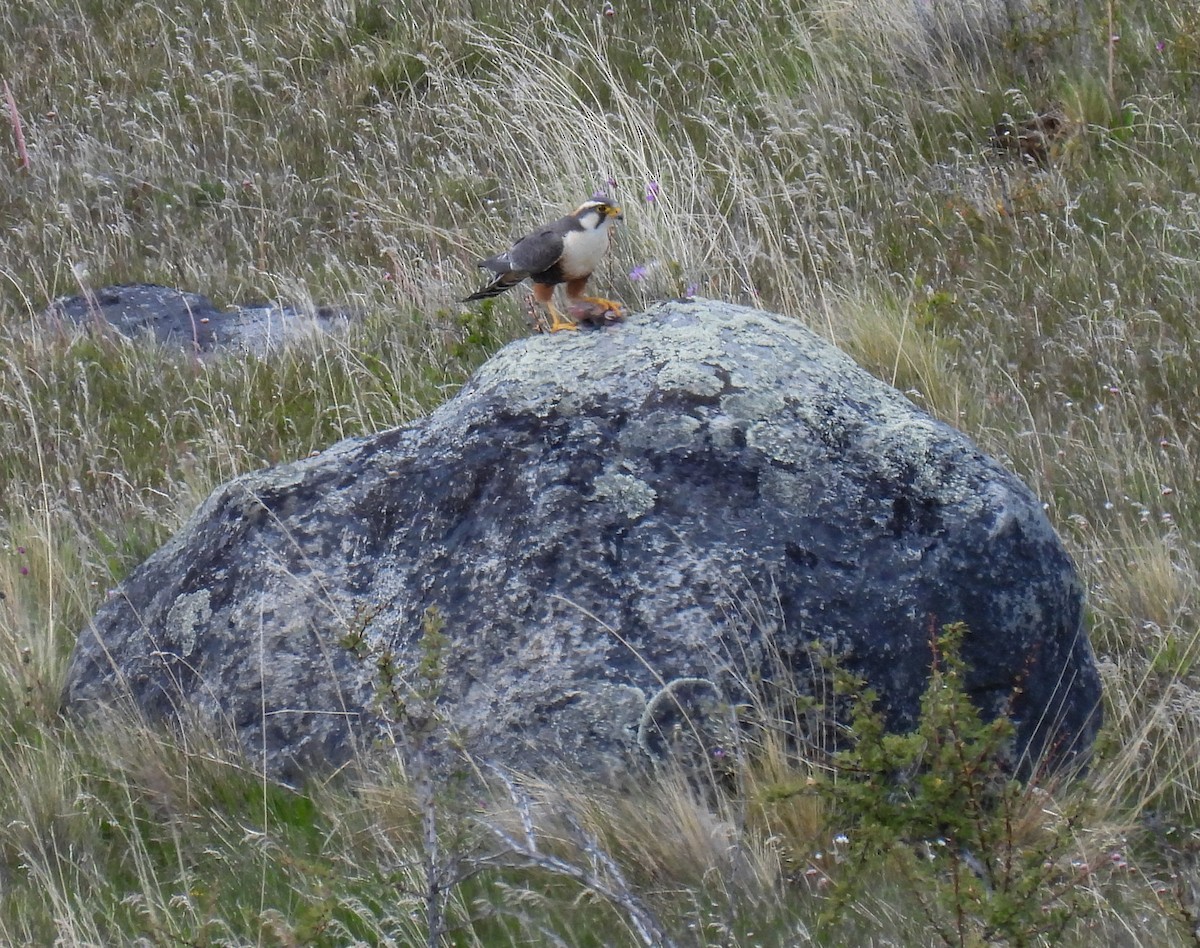 aplomadofalk - ML646717073