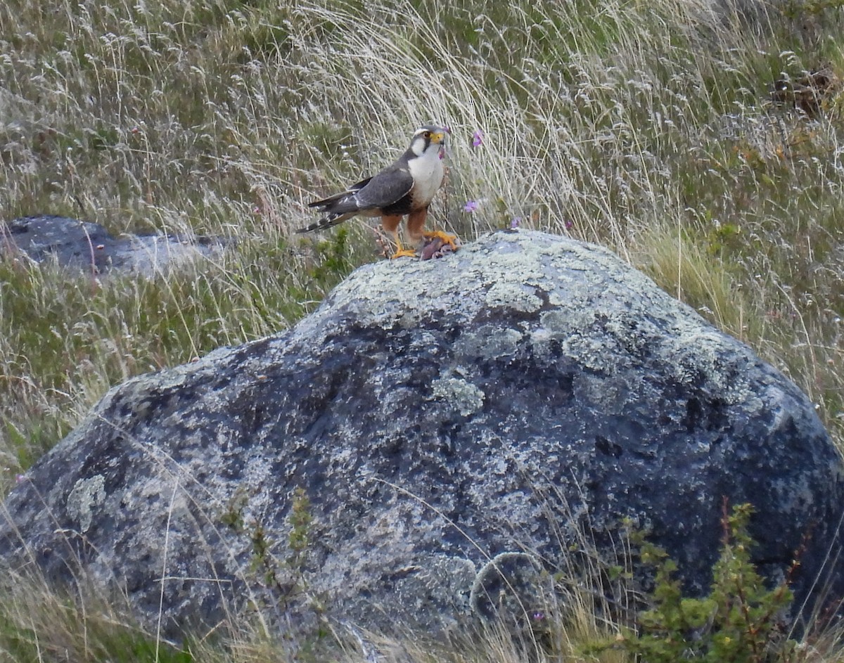 aplomadofalk - ML646717074