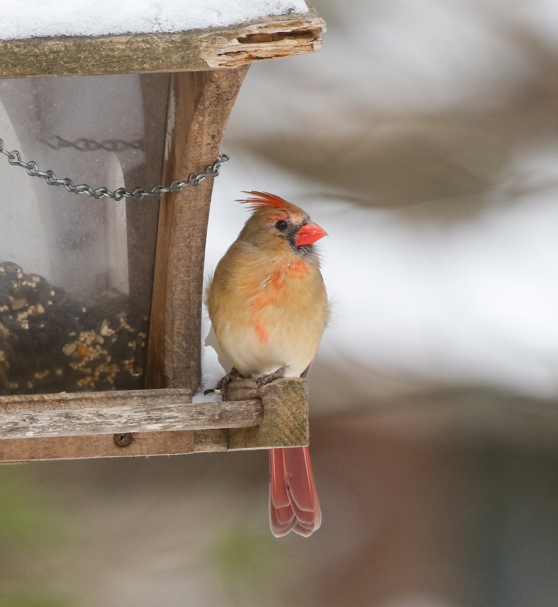 Northern Cardinal - ML646717075