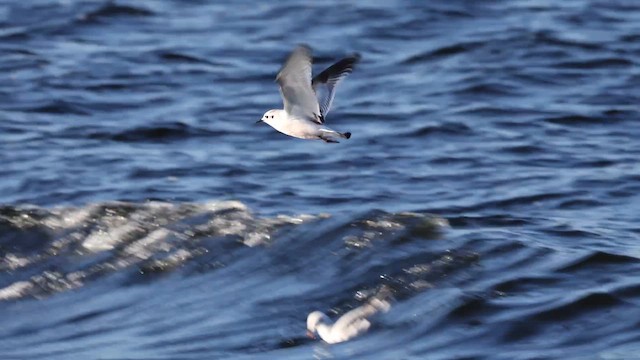 dvergmåke - ML646717076