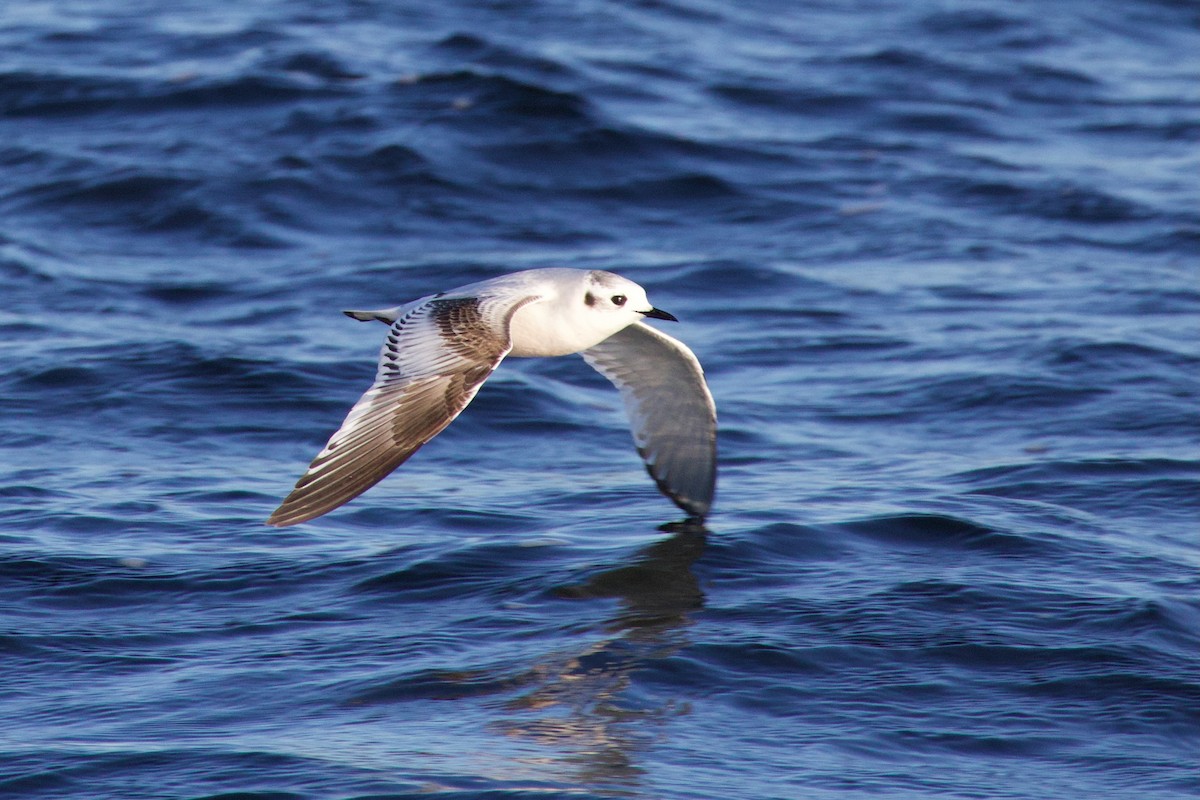 dvergmåke - ML646717077