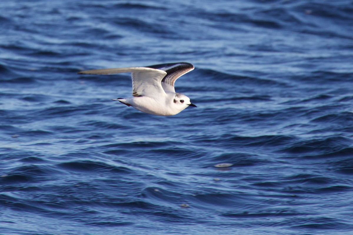 dvergmåke - ML646717078