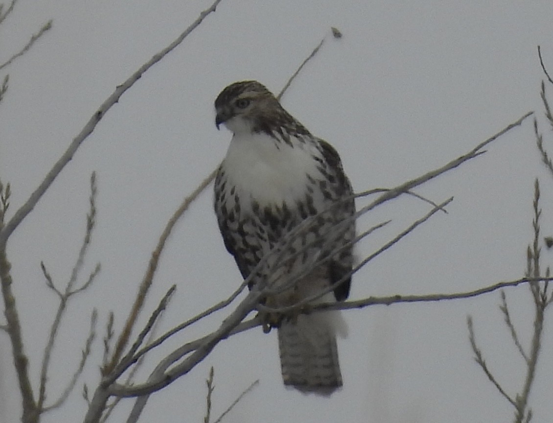 rødstjertvåk - ML646717079