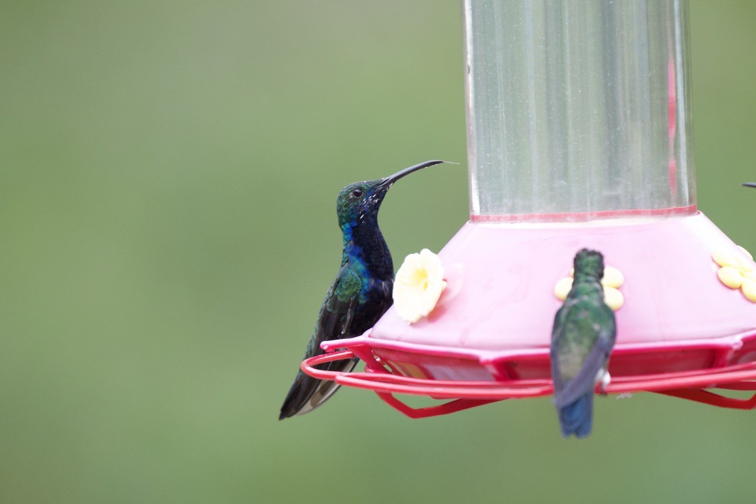 svartbrystmango - ML646717081