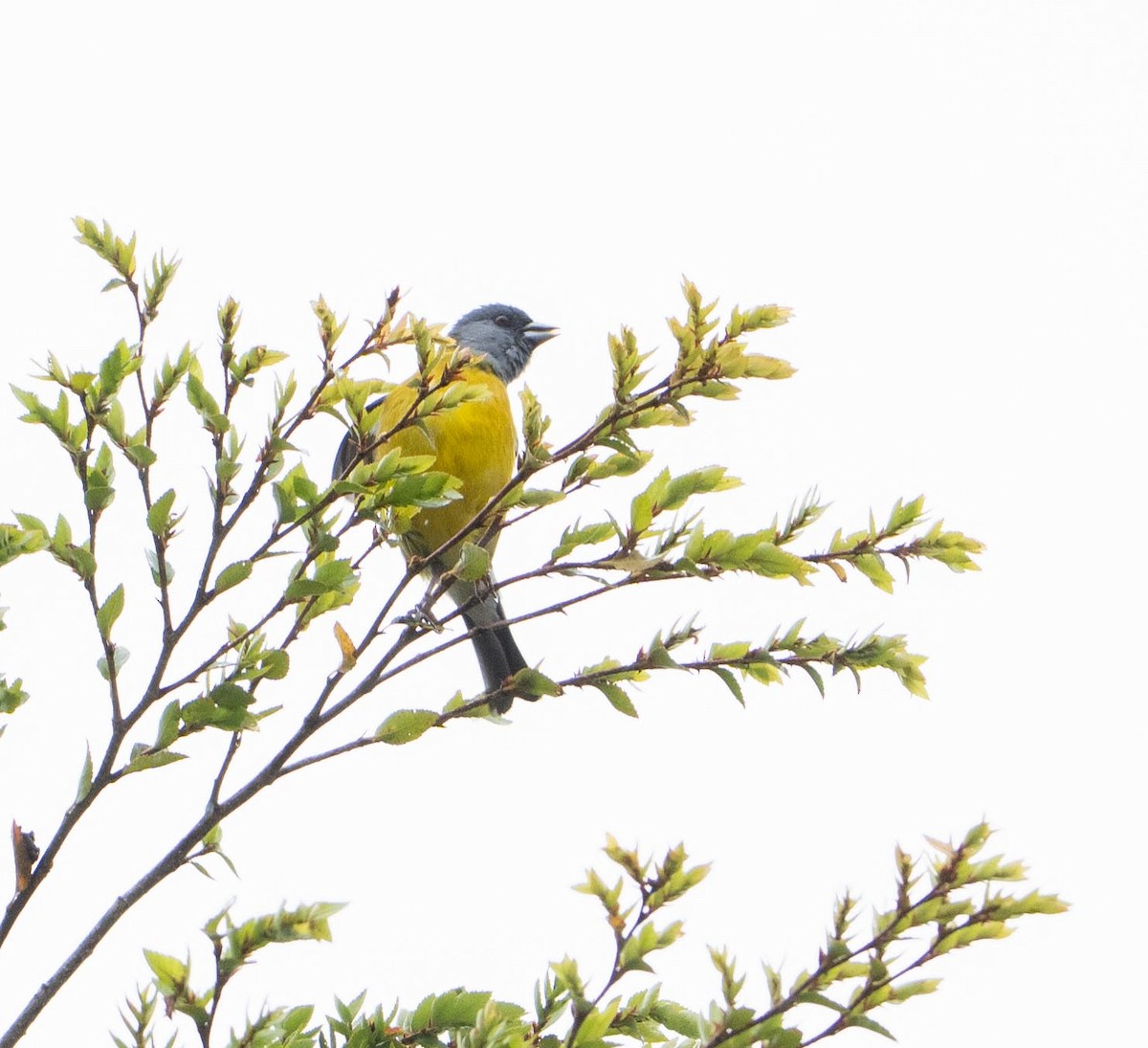 chileandesspurv - ML646717083