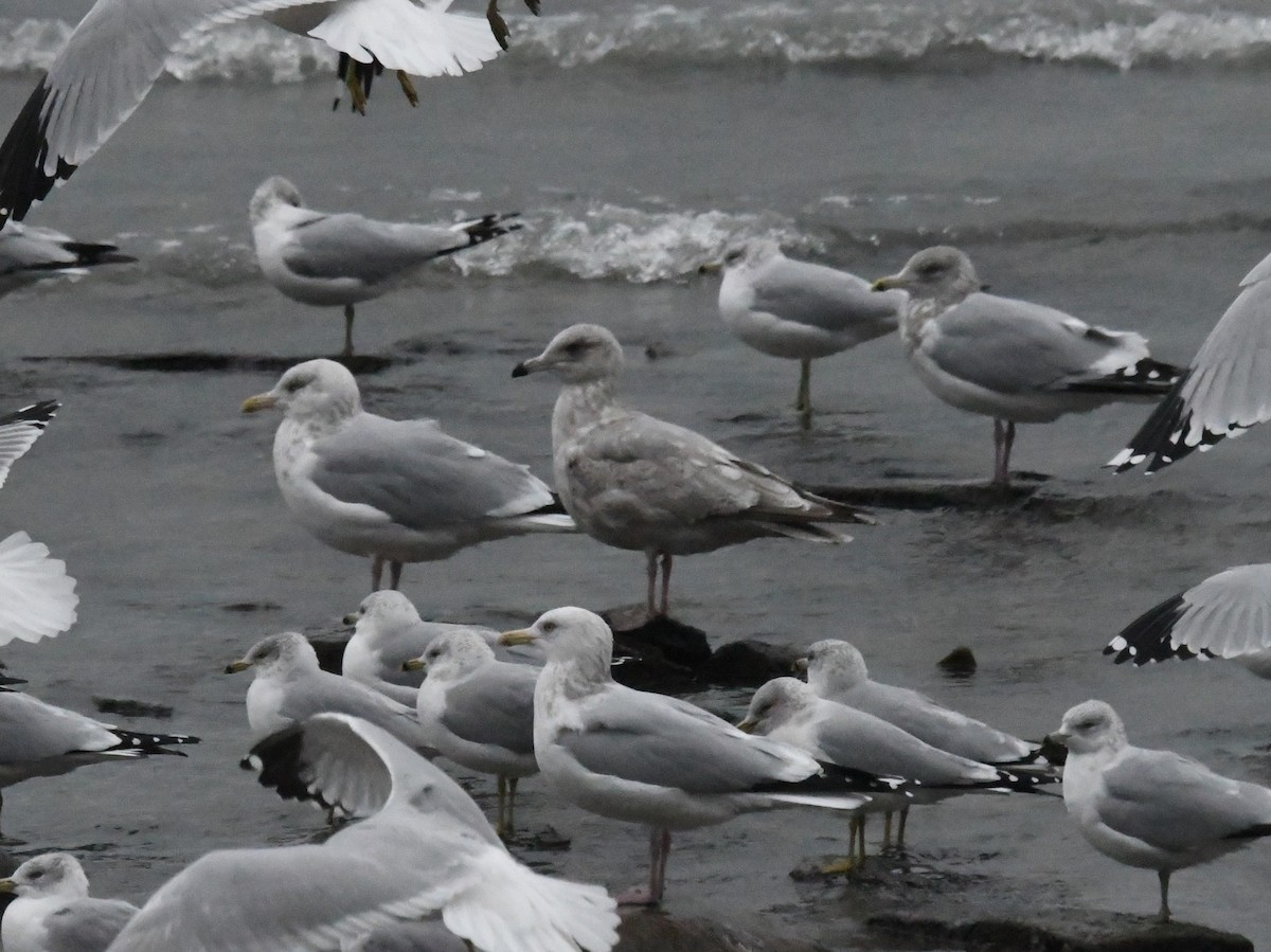 ub. måke (Larinae sp.) - ML646717084